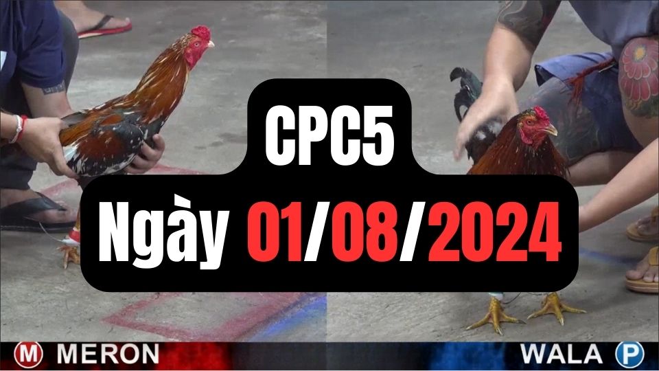 Tổng hợp video đá gà CPC5 01/08/2024