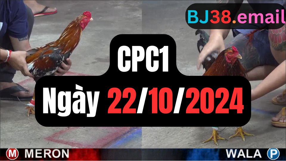 Tổng hợp video đá gà CPC1 22/10/2024