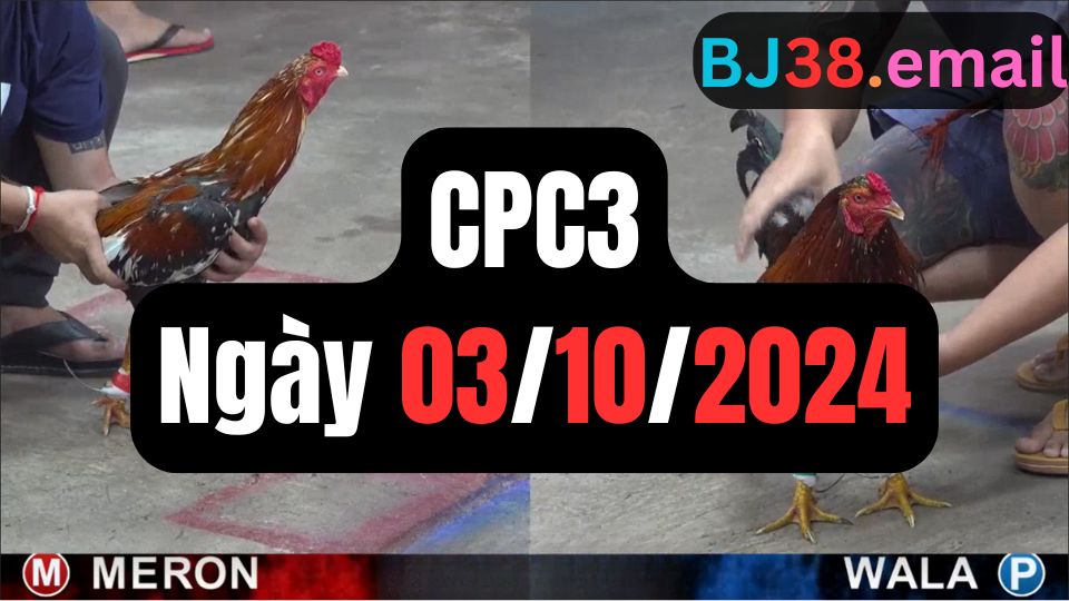 Tổng hợp video đá gà CPC3 03/10/2024