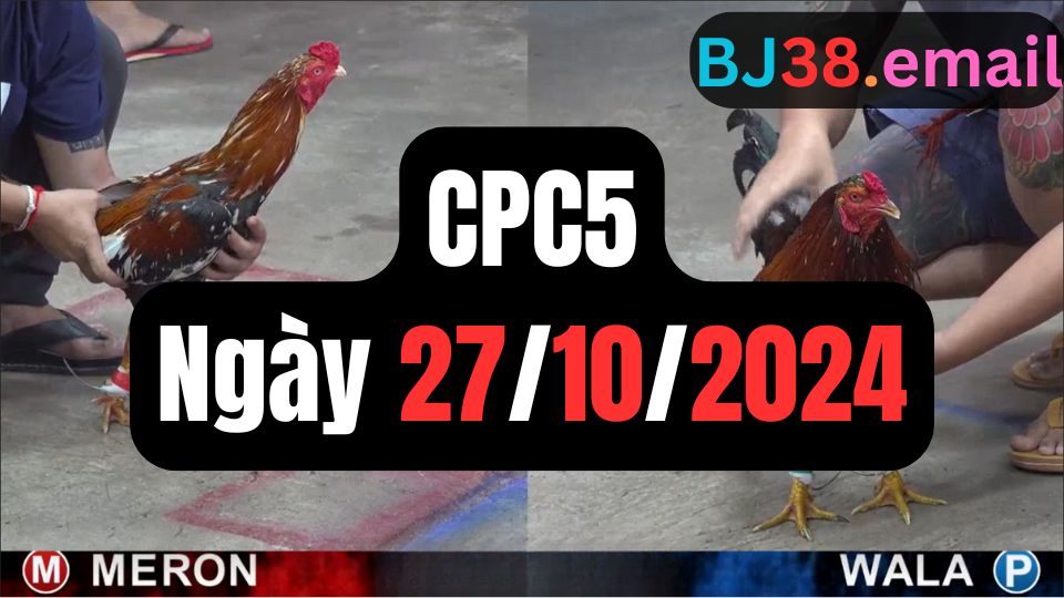 Tổng hợp video đá gà CPC5 27/10/2024