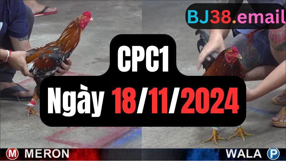 Tổng hợp video đá gà CPC1 18/11/2024