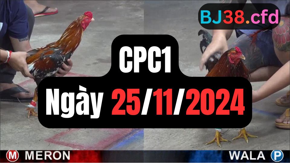 Tổng hợp video đá gà CPC1 25/11/2024