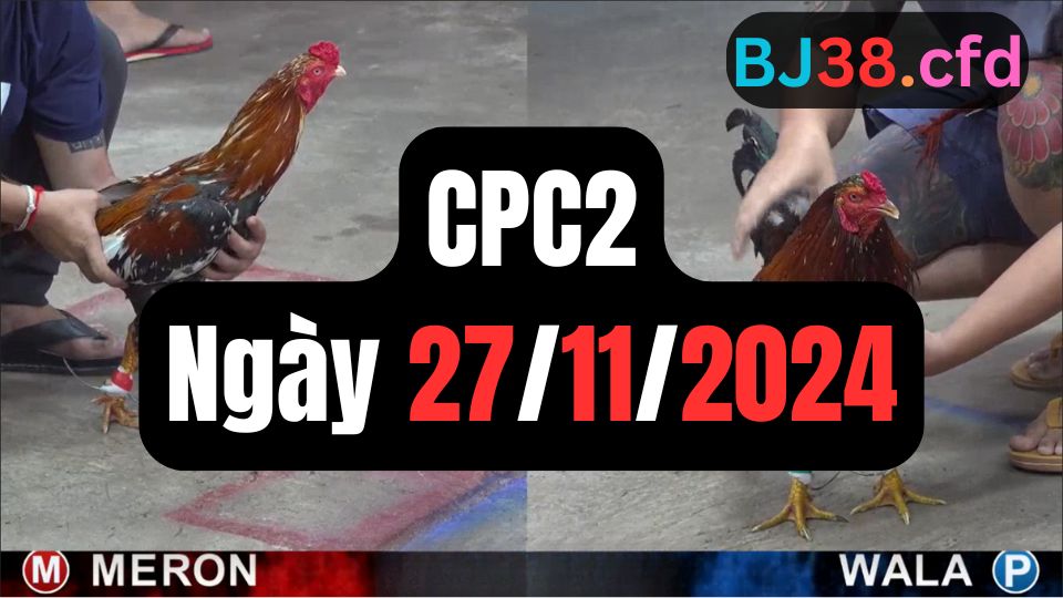 Tổng hợp video đá gà CPC2 27/11/2024