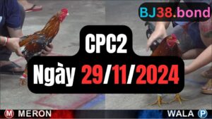 Tổng hợp video đá gà CPC2 29/11/2024