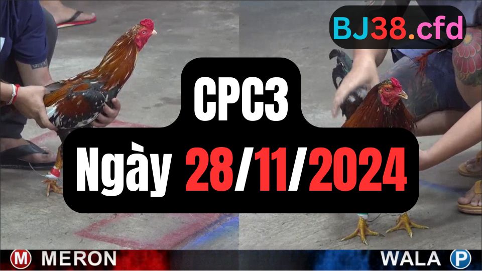 Tổng hợp video đá gà CPC3 28/11/2024