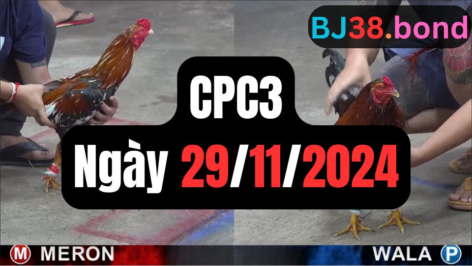 Tổng hợp video đá gà CPC3 29/11/2024