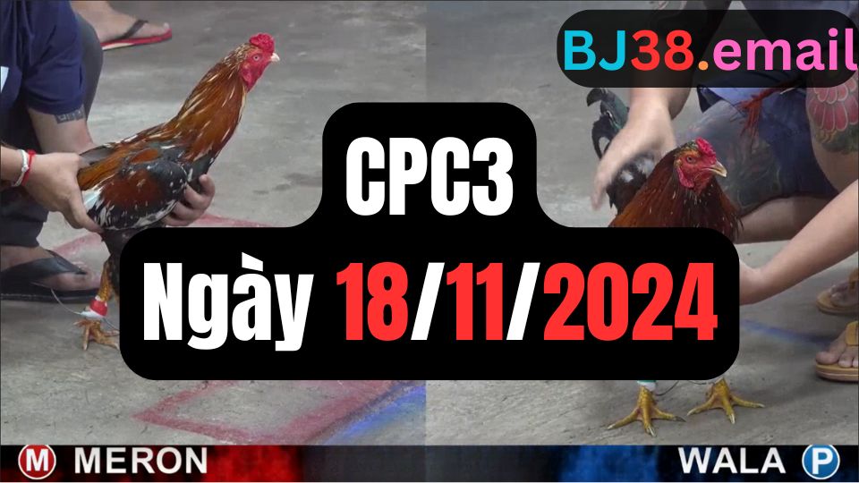 Tổng hợp video đá gà CPC3 18/11/2024