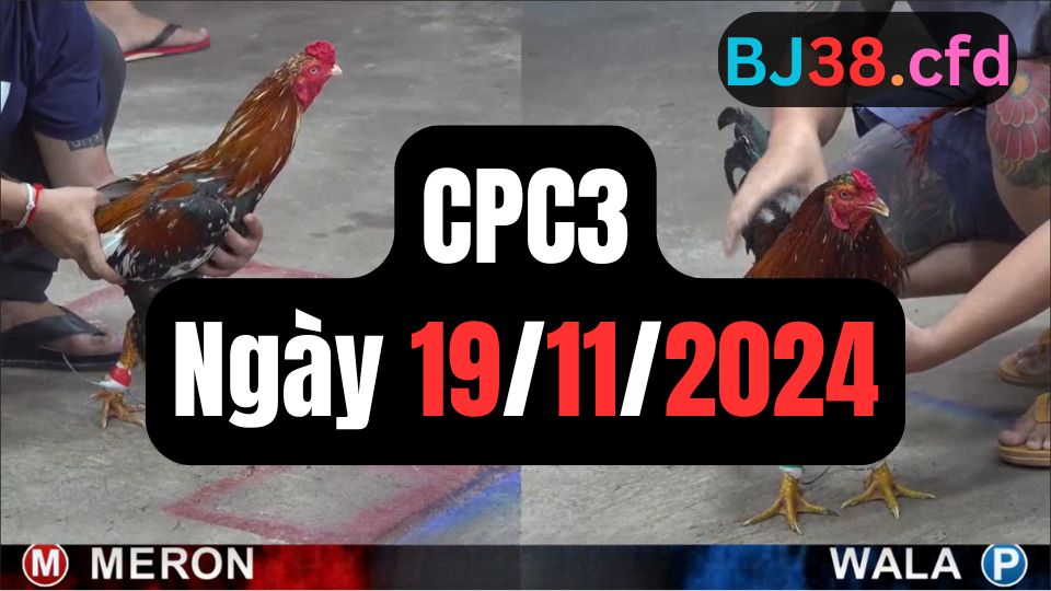 Tổng hợp video đá gà CPC3 19/11/2024