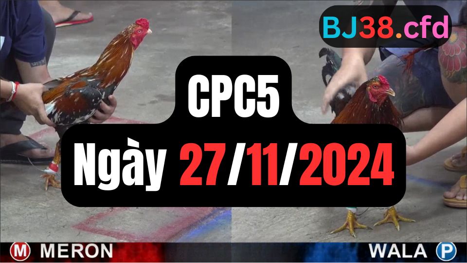 Tổng hợp video đá gà CPC5 27/11/2024