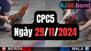 Tổng hợp video đá gà CPC5 29/11/2024