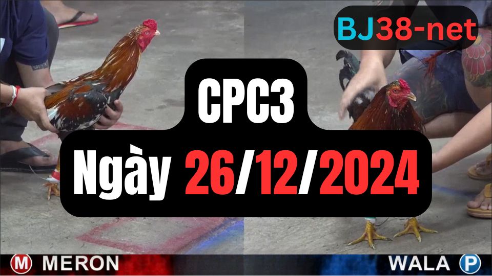 Tổng hợp video đá gà CPC3 26/12/2024