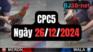 Tổng hợp video đá gà CPC5 26/12/2024